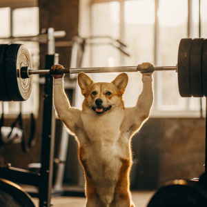 Muscular corgi flexes in the gym