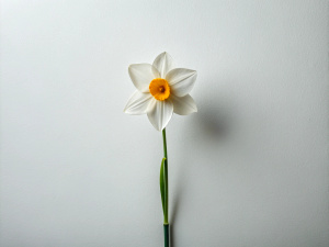 minimalist 1 Daffodil