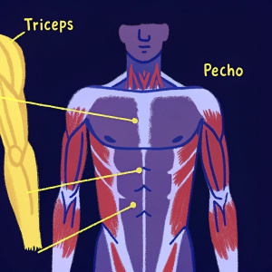 Illustration of human anatomy with muscle names in Spanish. Triceps and pecho highlighted for body measurement guide.