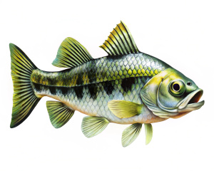 tucunaré peixe amazonico imagem em alta definição